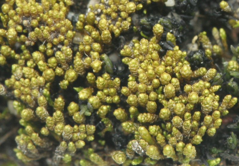 Bryum calobryoides